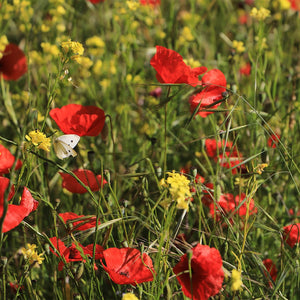 Les gestes simples pour consommer plus responsable au quotidien - Comme Avant